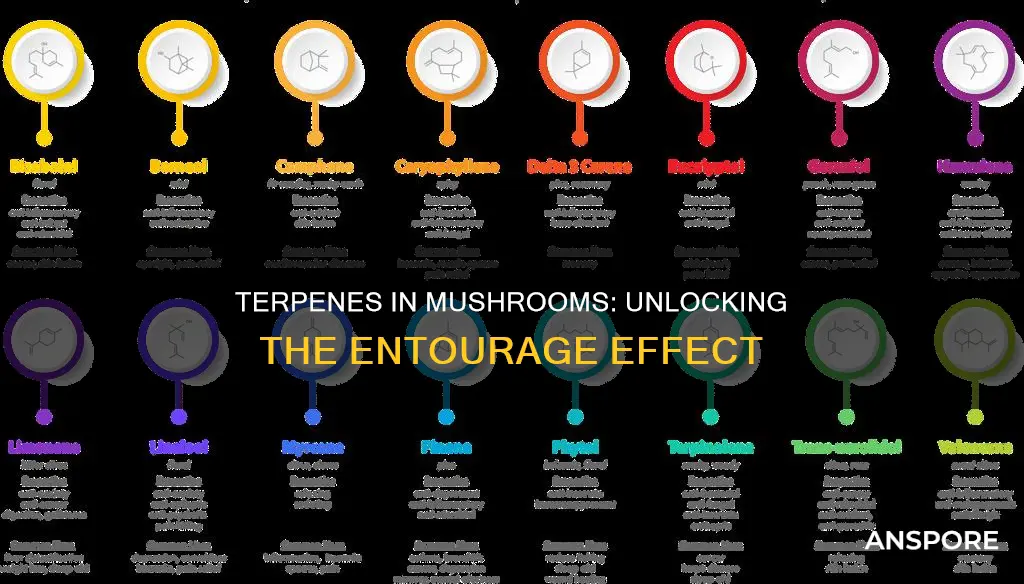 how important are the terpines in mushrooms