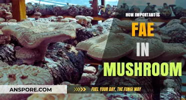 Mushroom Magic: Unlocking the Fae Power