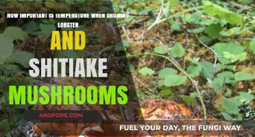 Temperature's Role in Cultivating Lobster and Shiitake Mushrooms Successfully