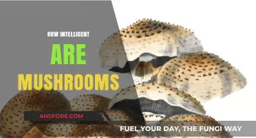 Mushrooms: Nature's Intelligent and Intriguing Fungus