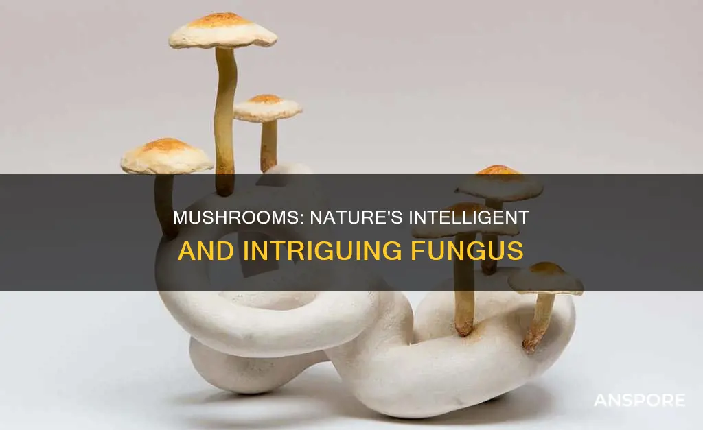 how intelligent are mushrooms