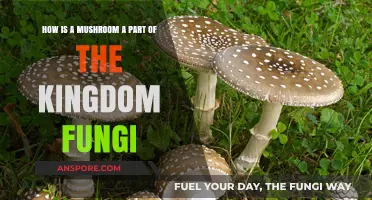 Mushrooms: The Face of Fungi Kingdom