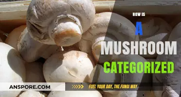 Mushroom Classification: Unlocking the Secrets of Fungi