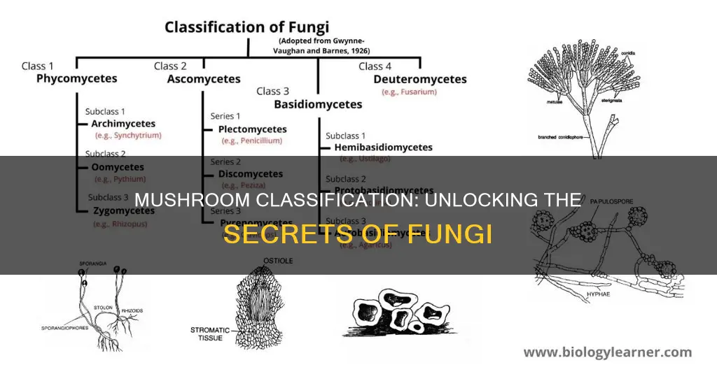 how is a mushroom categorized
