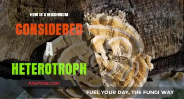 Mushrooms: Nature's Ultimate Heterotrophs