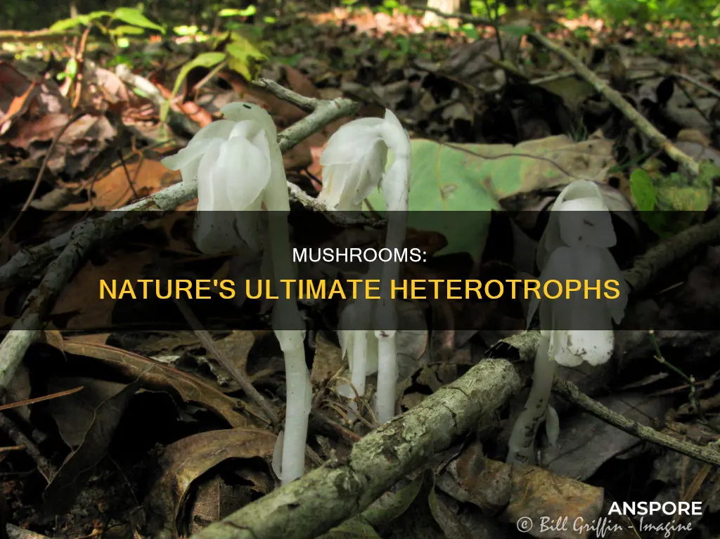 how is a mushroom considered a heterotroph