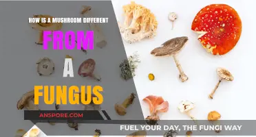 Mushrooms: Are They Different from Fungi?