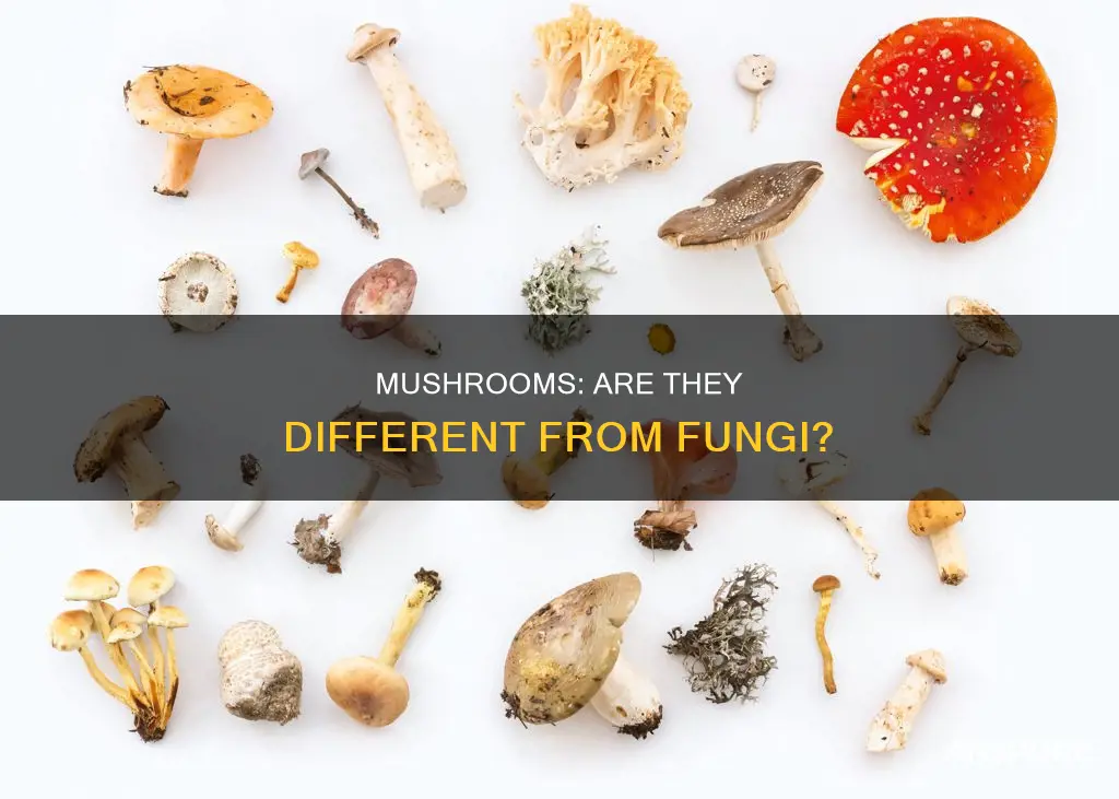 how is a mushroom different from a fungus