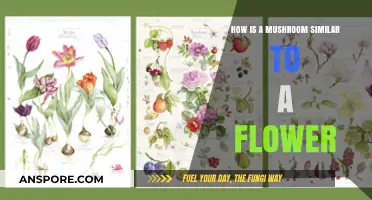 Mushroom and Flower: Nature's Similarities