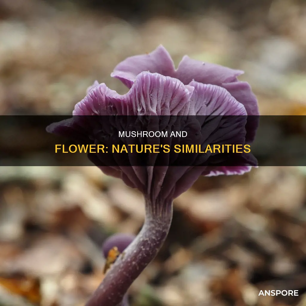 how is a mushroom similar to a flower