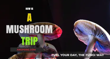 A Mushroom Trip: A Journey to the Unknown
