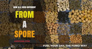 Seeds vs. Spores: Unveiling the Unique Differences in Plant Reproduction