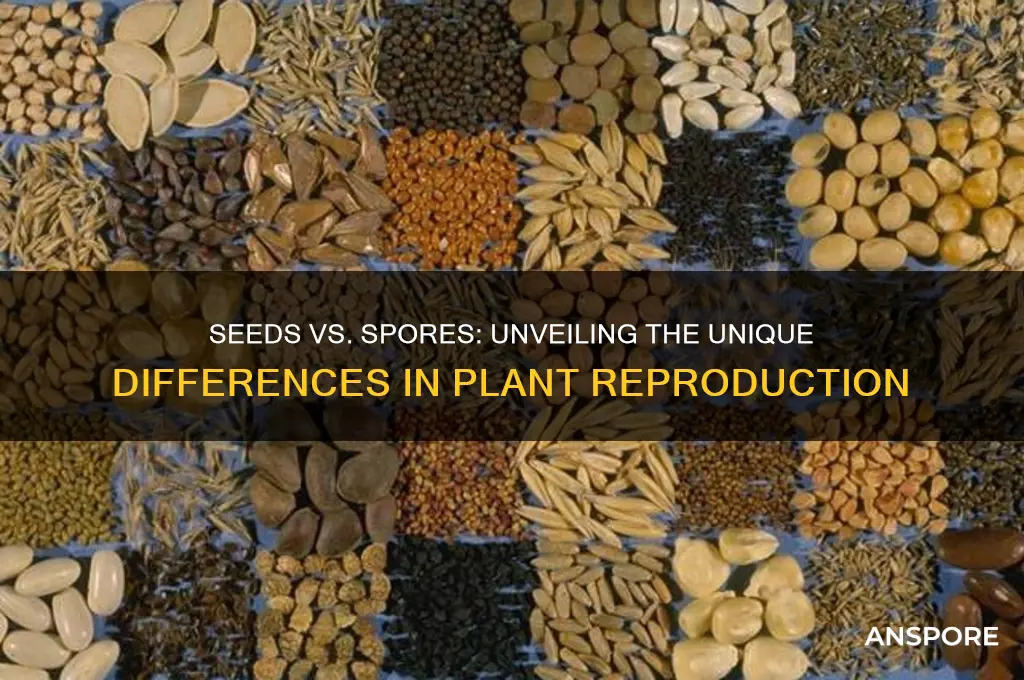 how is a seed different from a spore