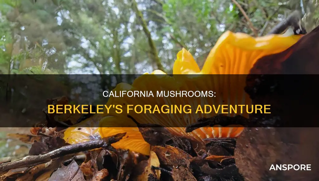 how is california mushrooms berkeley