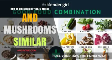 Digestive Processes in Fungi: Yeasts, Molds, and Mushrooms