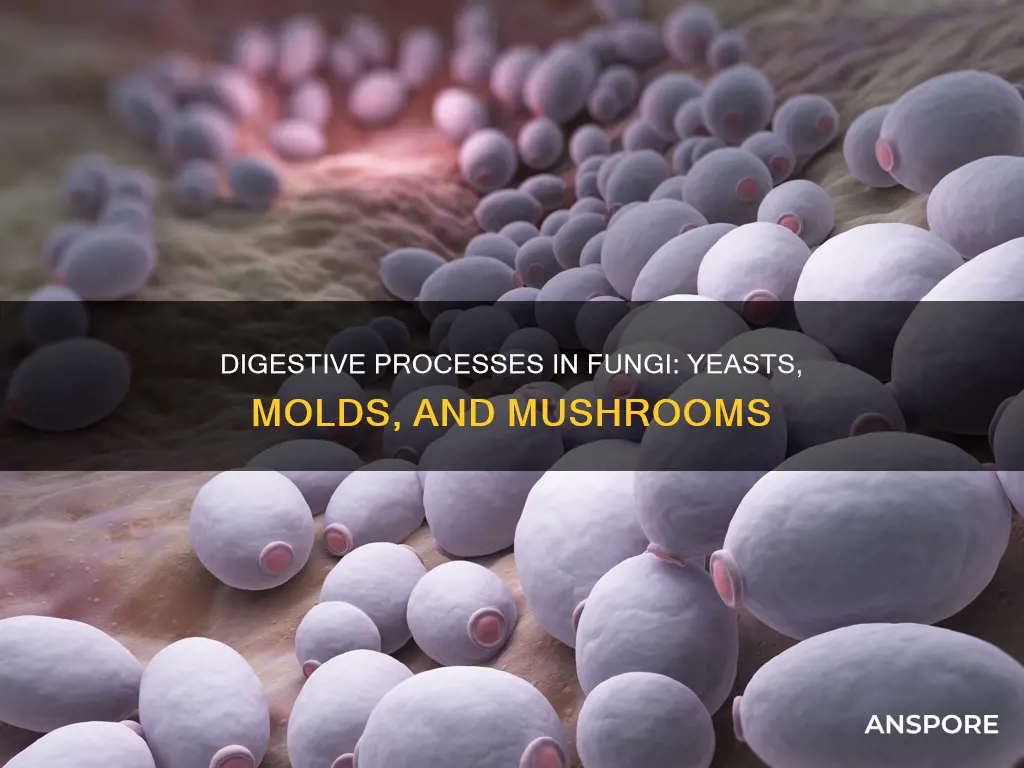 how is digestion in yeasts molds and mushrooms similar