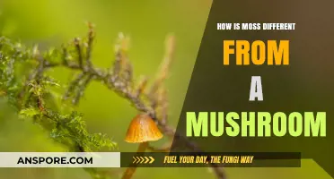 Moss vs. Mushroom: What Sets Them Apart?