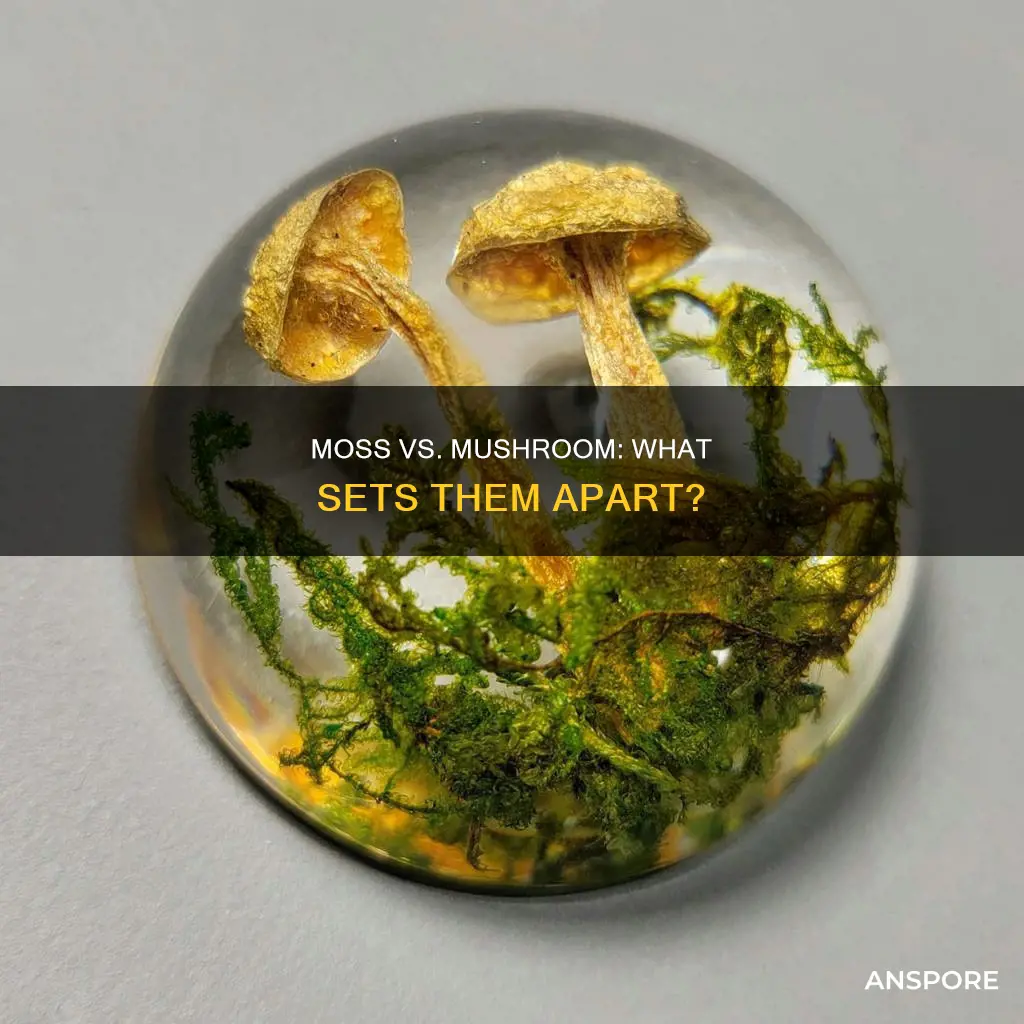 how is moss different from a mushroom