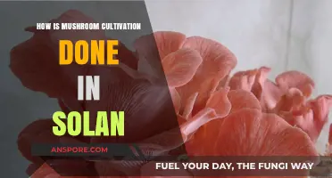 Mushroom Cultivation Techniques in Solan