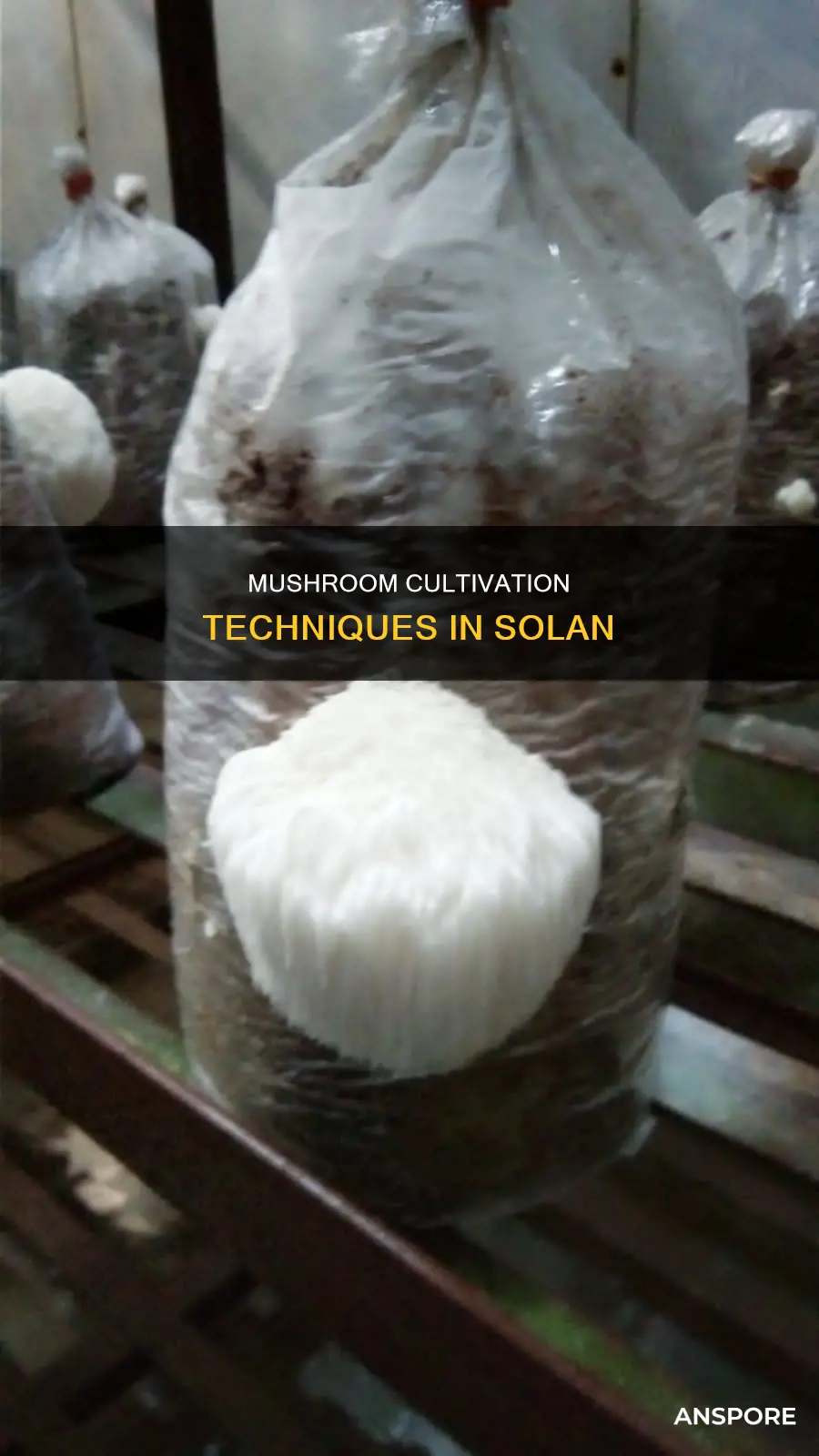 how is mushroom cultivation done in solan