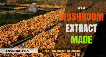 The Magic Behind Mushroom Extracts