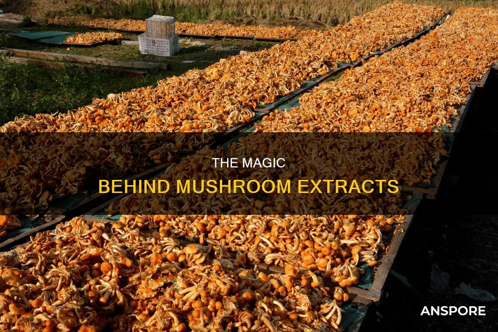 how is mushroom extract made