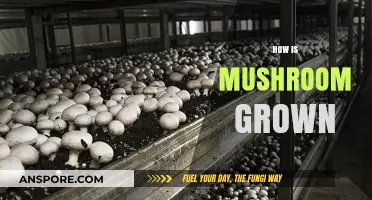 Mushroom Cultivation: A Beginner's Guide to Growing Mushrooms