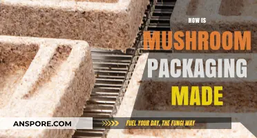 Mushroom Packaging: Sustainable Innovation Explained