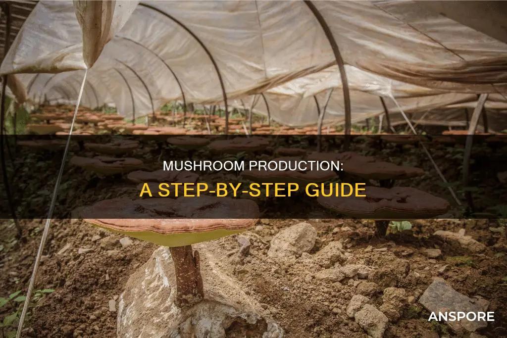 how is mushroom produced