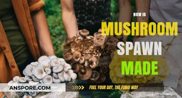 Mushroom Spawn: Making and Growing from Scratch