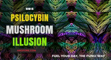 Mushroom Magic: Illusion or Reality?