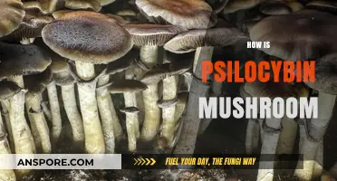 Magic Mushrooms: Psilocybin's Healing Powers