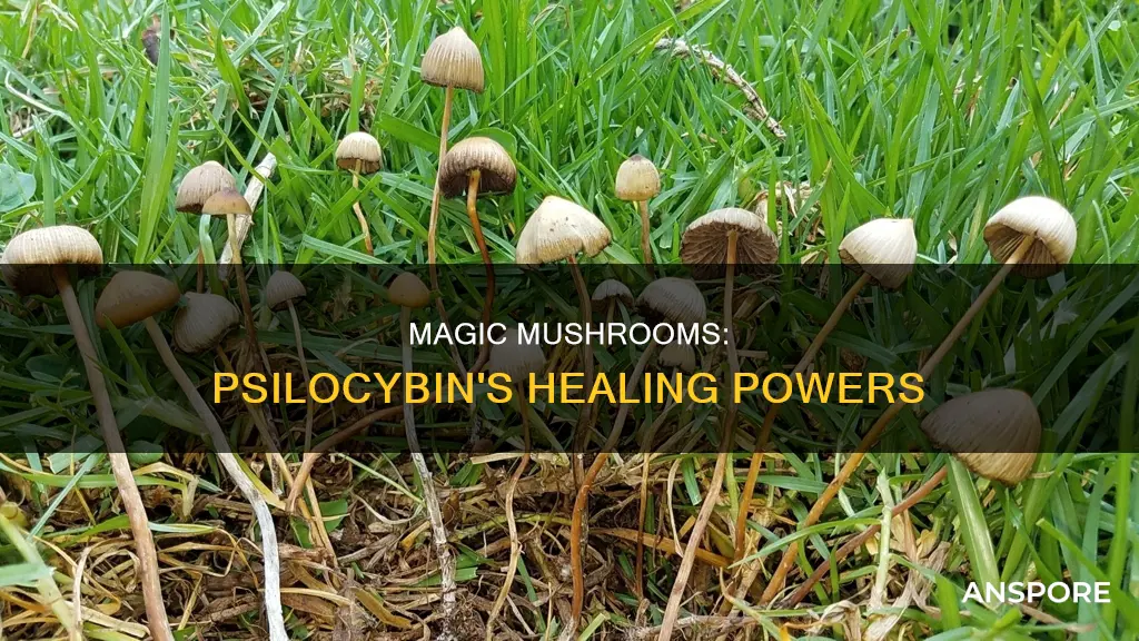 how is psilocybin mushroom