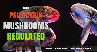 Psilocybin Mushroom Laws: What's the Legal Status?