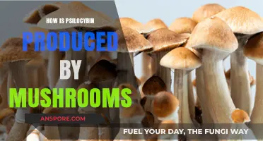 Magic Mushrooms: The Psilocybin Production Process