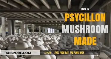 The Magic Behind Psilocybin Mushroom Creation