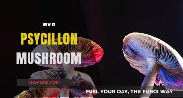 Psycillon Mushrooms: Benefits and Uses