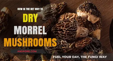 Best Techniques for Drying Morrel Mushrooms at Home