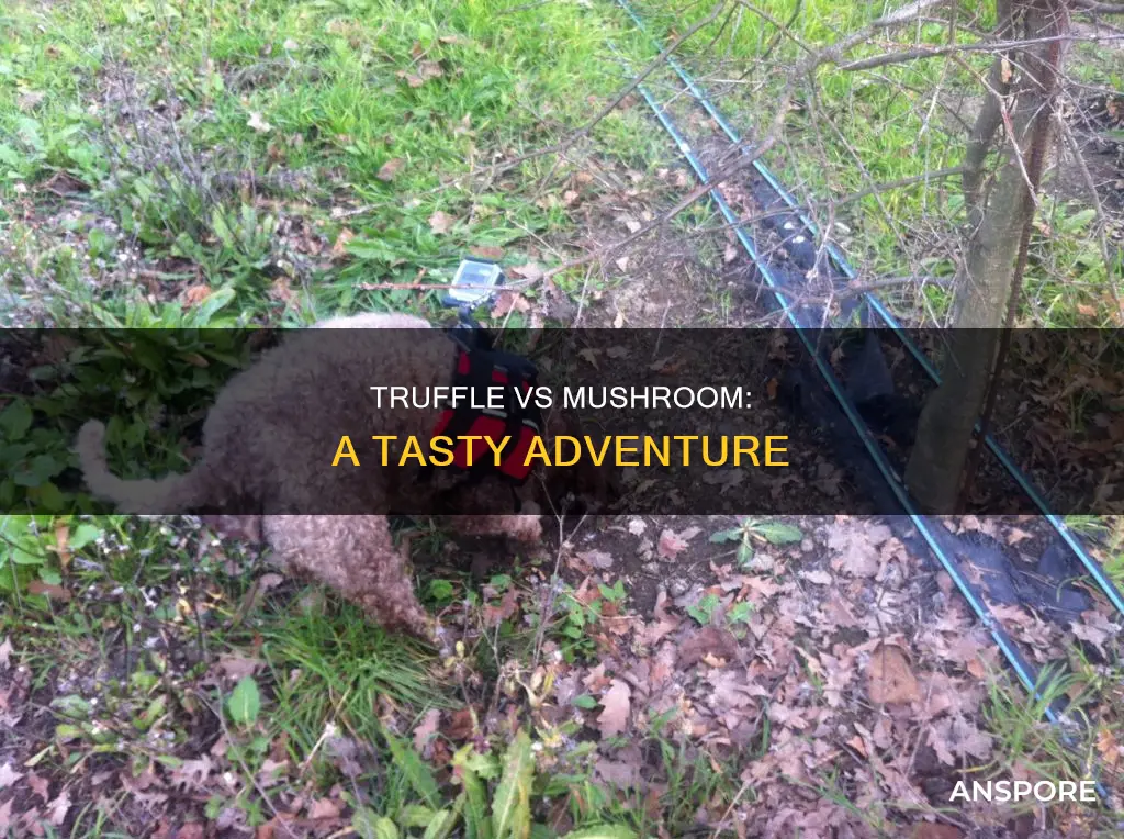 how is the truffle experience bs mushroom