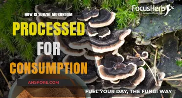 Yunzhi Mushroom Processing: A Step-by-Step Guide