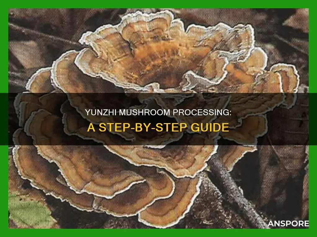 how is yunzhi mushroom processed for consumption