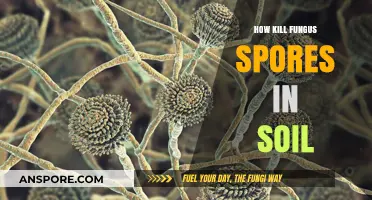 Effective Methods to Eradicate Fungus Spores in Soil Naturally