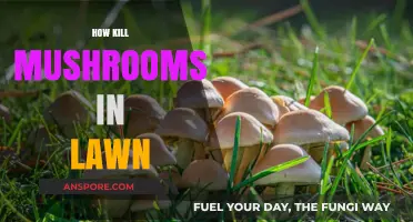 Destroy Mushrooms in Your Lawn: A Guide