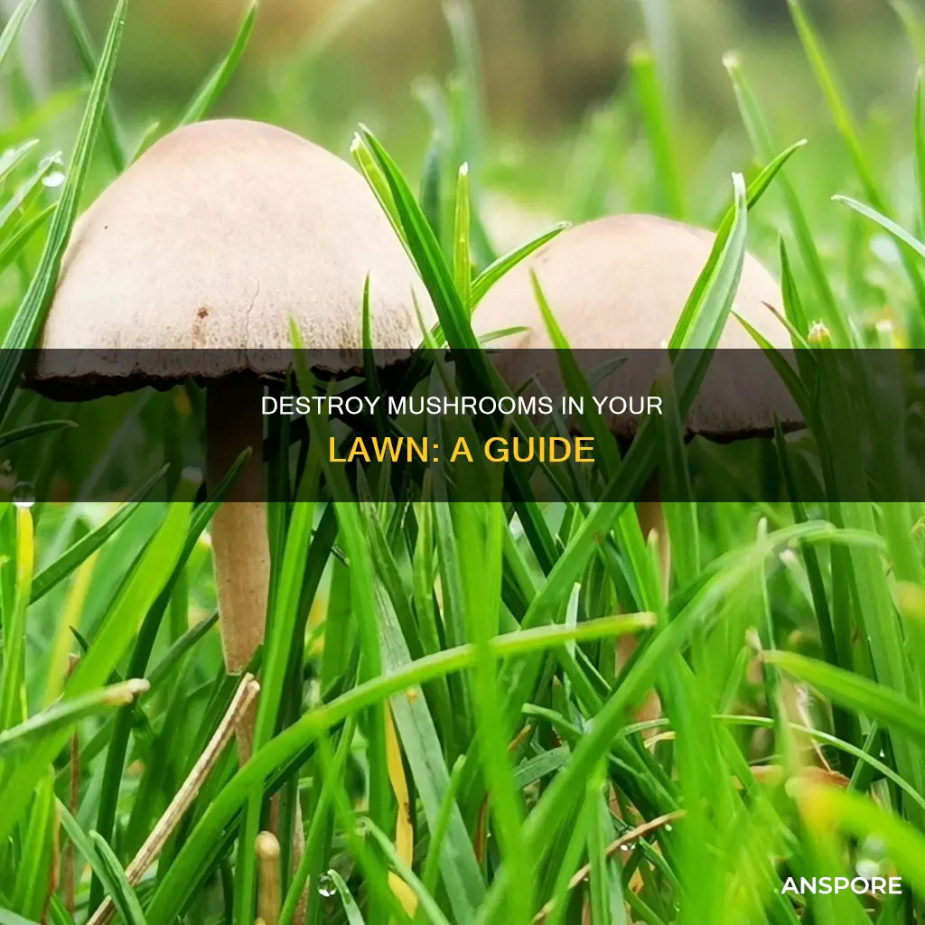 how kill mushrooms in lawn