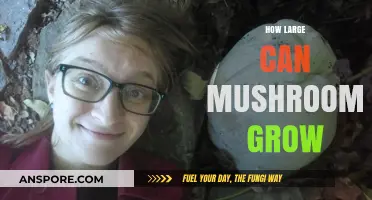 Exploring the Astonishing Sizes of Mushrooms: How Large Can They Grow?