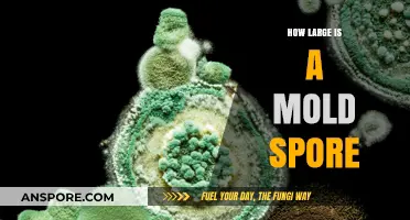 Understanding Mold Spore Size: Microscopic Dimensions and Their Impact