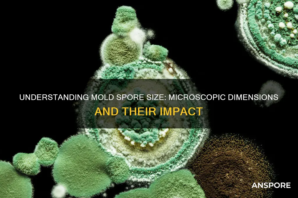 how large is a mold spore