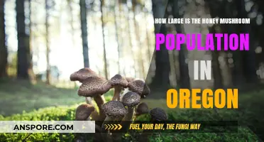 Honey Mushrooms: Oregon's Underground Network