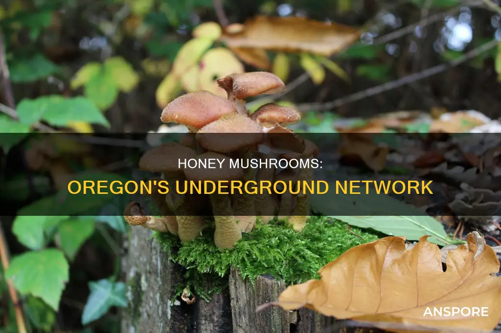 how large is the honey mushroom population in oregon
