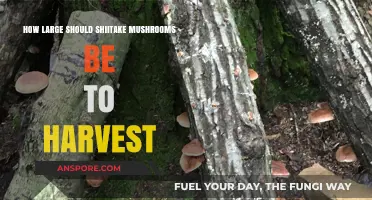 Shiitake Mushroom Harvest: Ideal Size for Picking